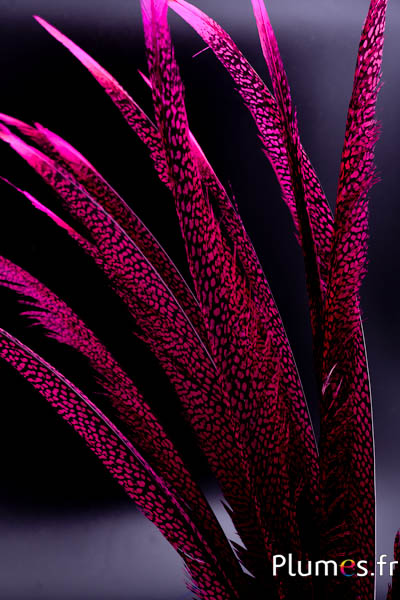 Faisan doré - 55-65 cm - fuchsia